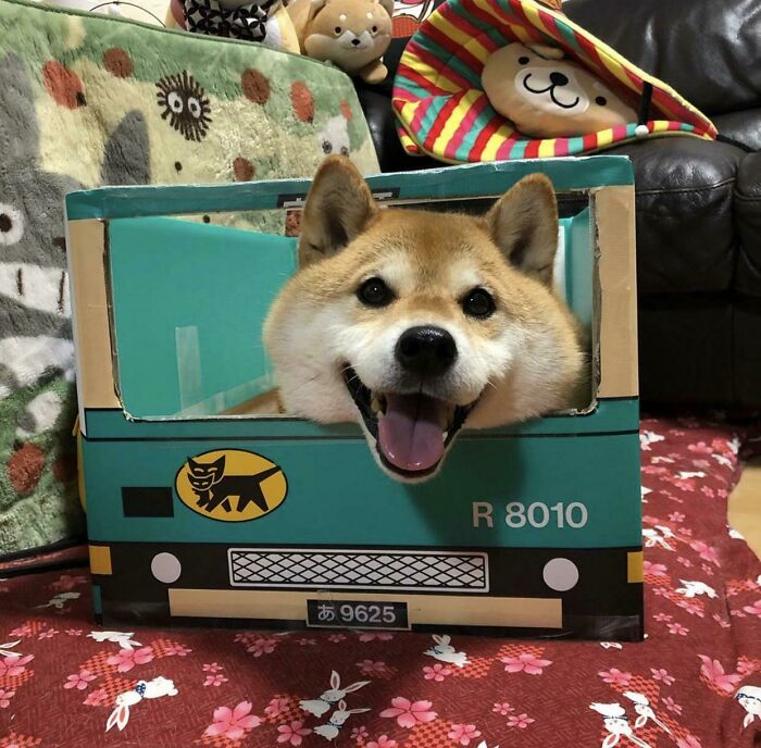 He Loves His New Toy 