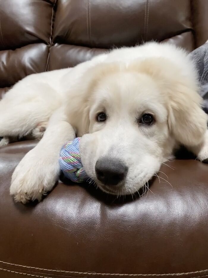 Tiberius Is Still Cutting Teeth, But He Prefers To Chew His Toy Instead Of My Hand Now. We Are Friends