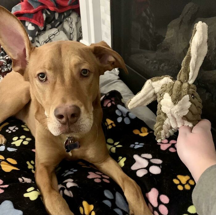 My Puppy Pulled The Ear Off Of His New Toy, So I Sewed It Back On To Look Like Him