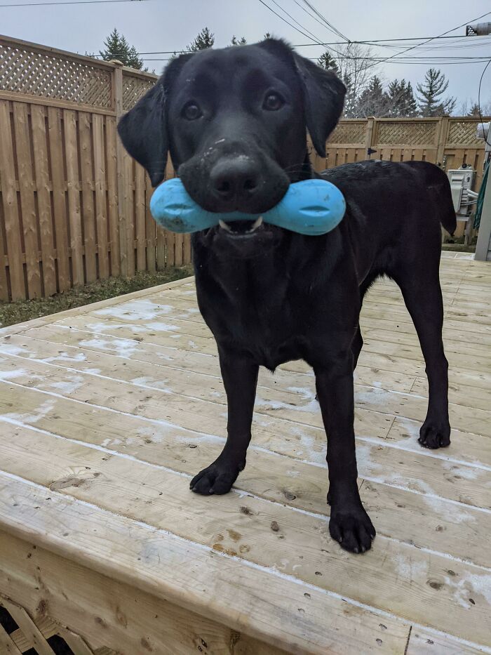 A Good Girl With Her Favorite Toy