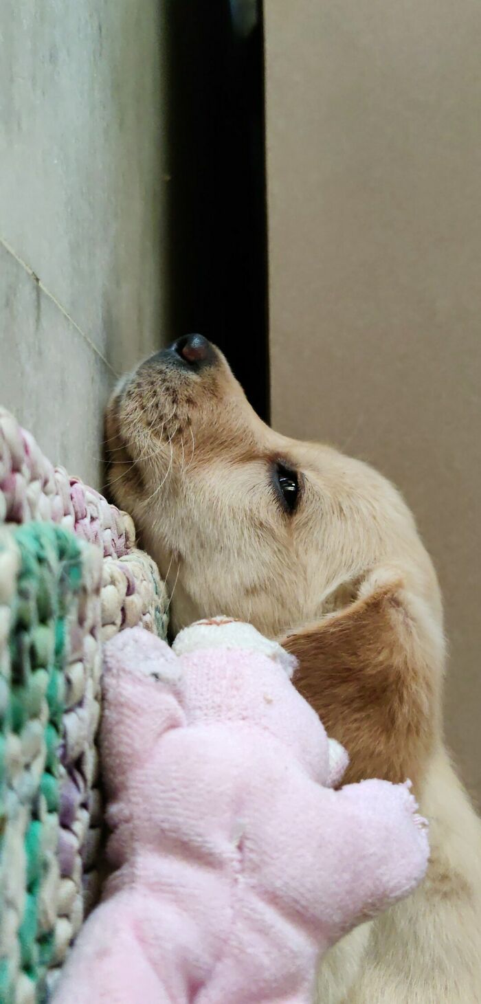 Sugar Loved Her New Toy