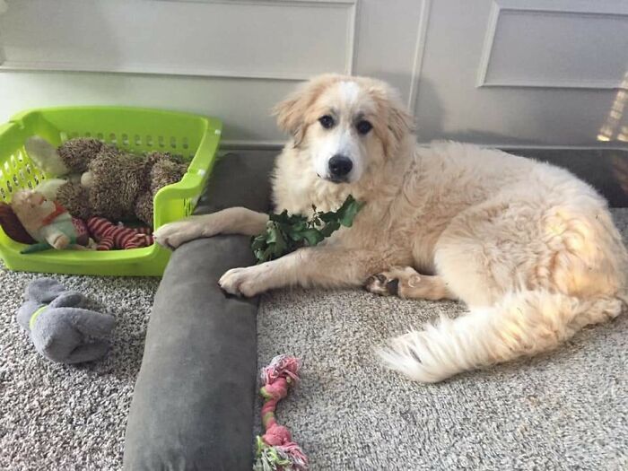 A Crate Full Of Toys To Choose From, And Tali Brings In Leaves
