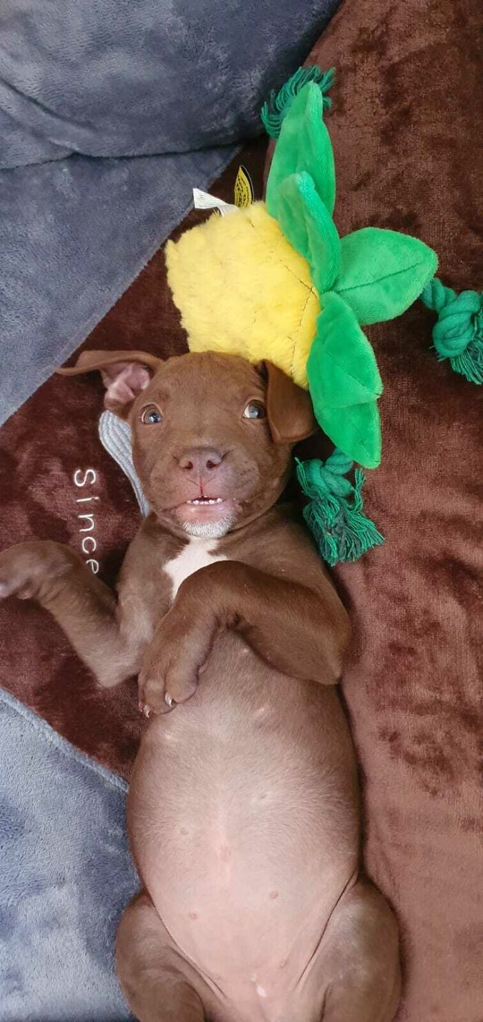 Happy Adopted Puppy Enjoying Her New Bed And Toys