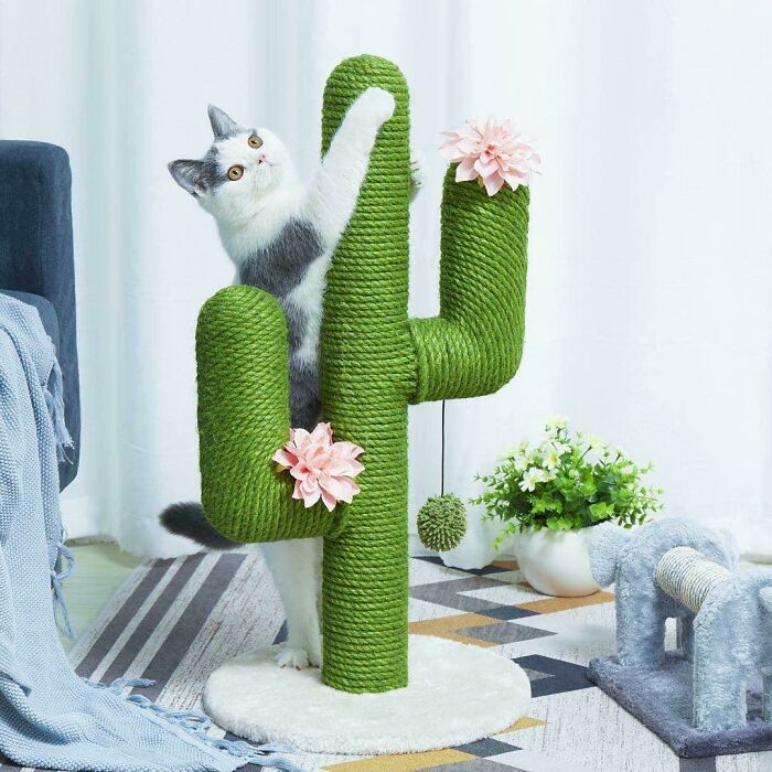 My Lovely Boy And His Scratching Toy