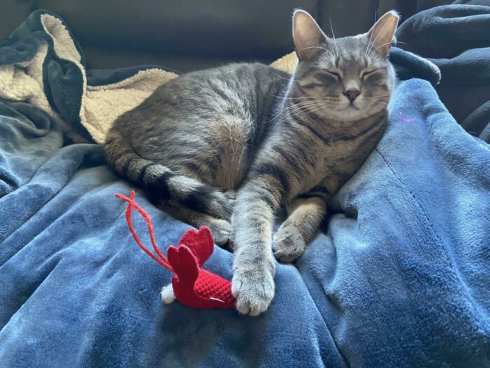 Her And Her Scrimps Time! She Loves Her Scrimps Toy