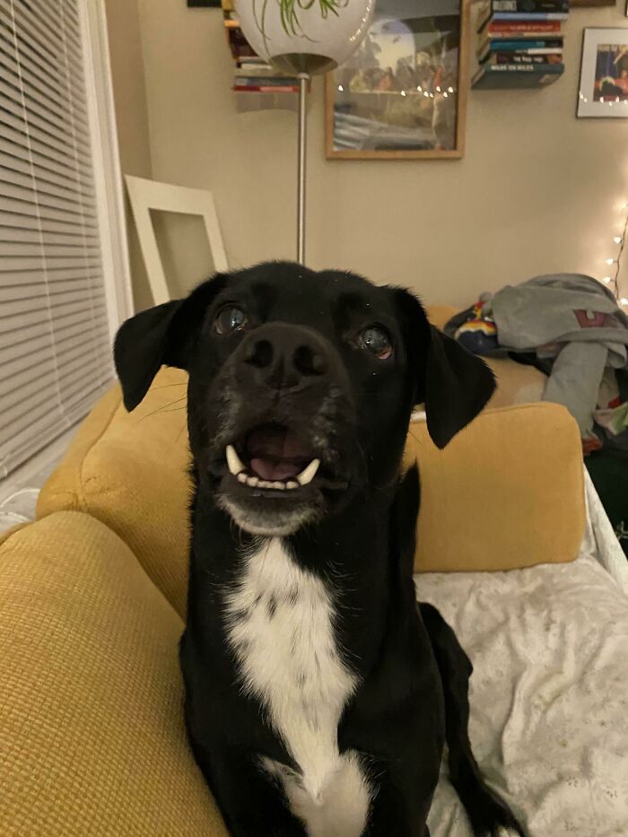 Reaction To Me Taking Her Bunny Toy