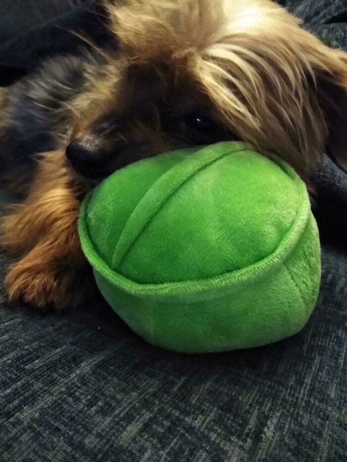 Somebody Got A New Toy