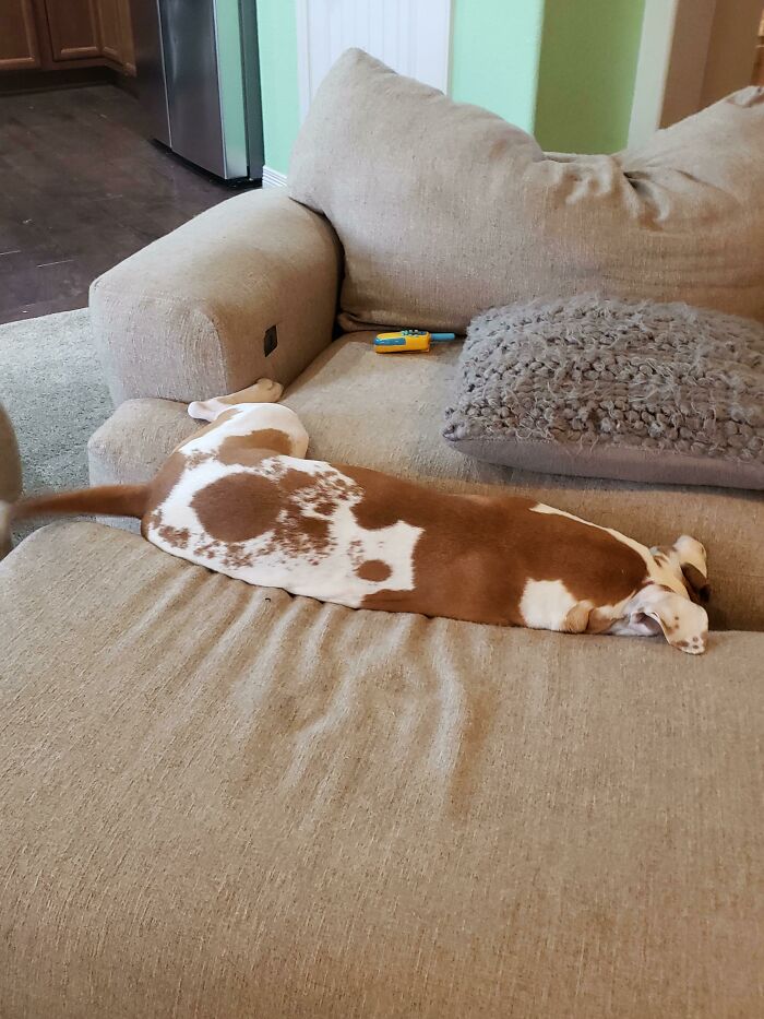 She Was Trying To Get Her Toy That Was Stuck