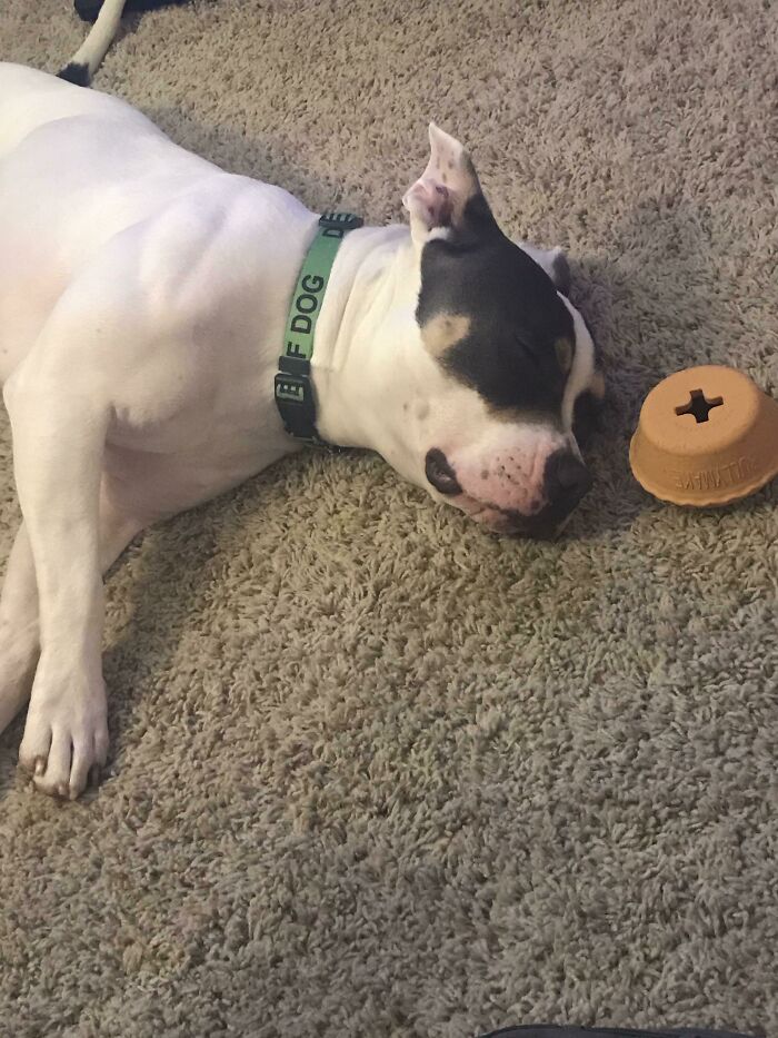 I Have Toy- I Have Sleep