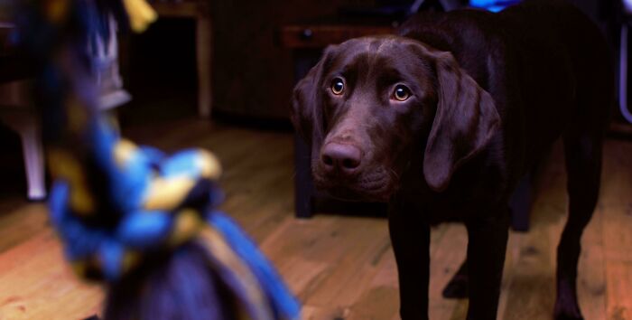 My Pup Getting Ready To Chase His Tug Toy