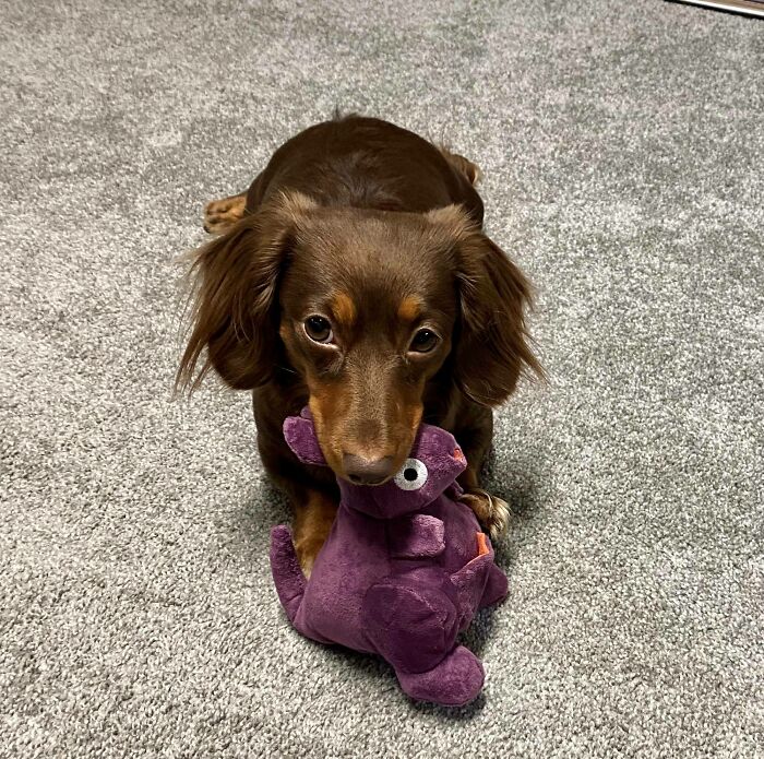 How She Coaxes Me Into Throwing Her Toys, No Matter How Busy I Am