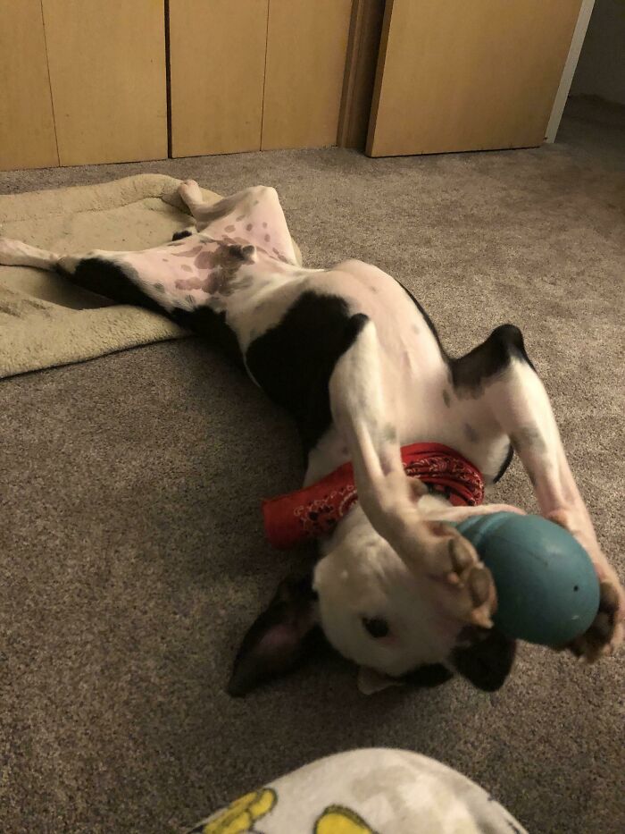 Vax’ildan And His New Toy. He’s Brought So Much Joy To Our Family Since We Got Him In March.