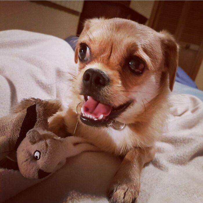 Norm Is Pretty Excited About His New Toy!