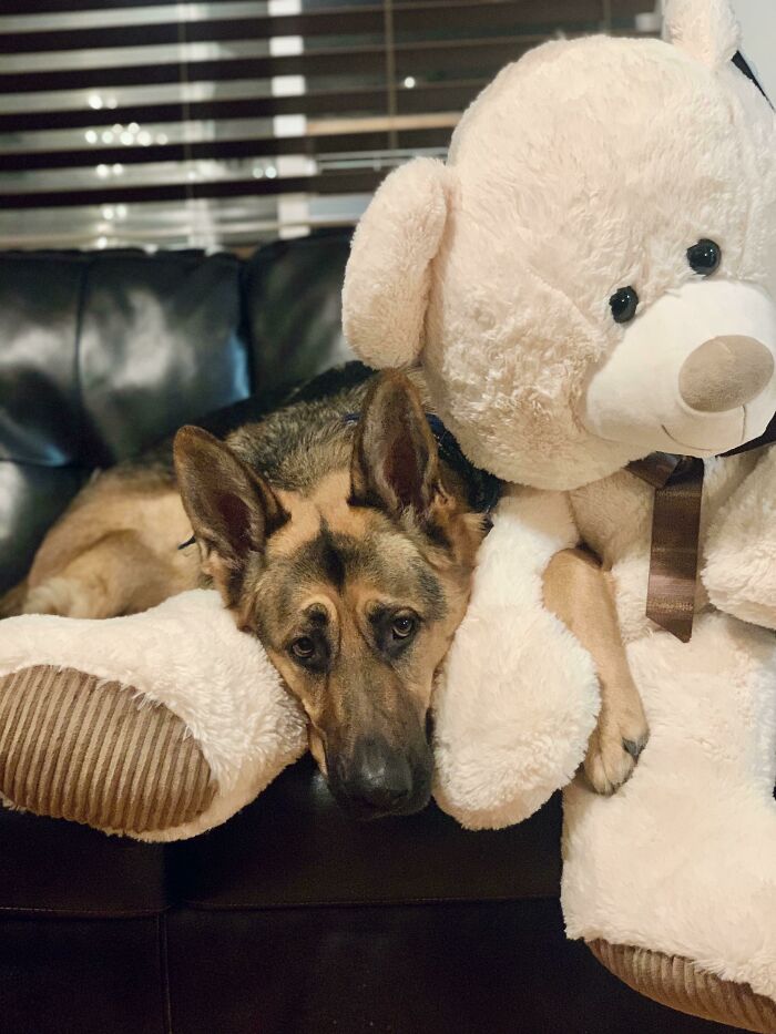 Bunny & His Toy Teddy