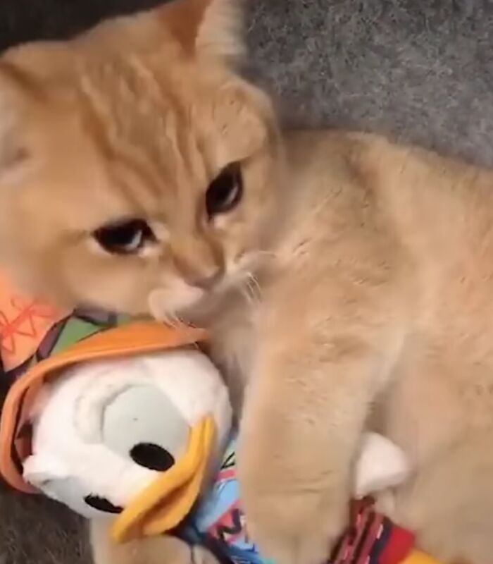 Which One Of Them Is Toy? Cuteness Overloaded