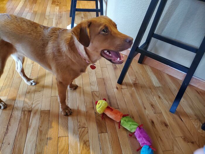 My Baby Got A New Toy Today. I Think She Likes It