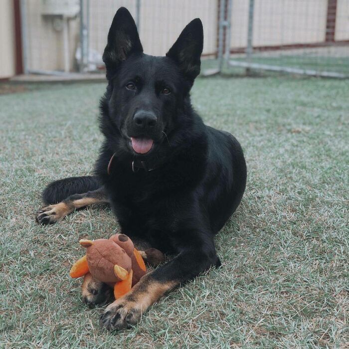 Jack Playing With The Toy Dog