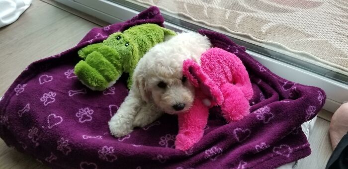 When You Buy Toys To Welcome Your New Puppy Home And You Don't Know How Big Puppies Really Are