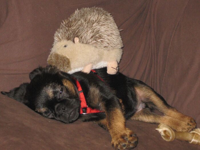 Hedgehog Toy For Scale