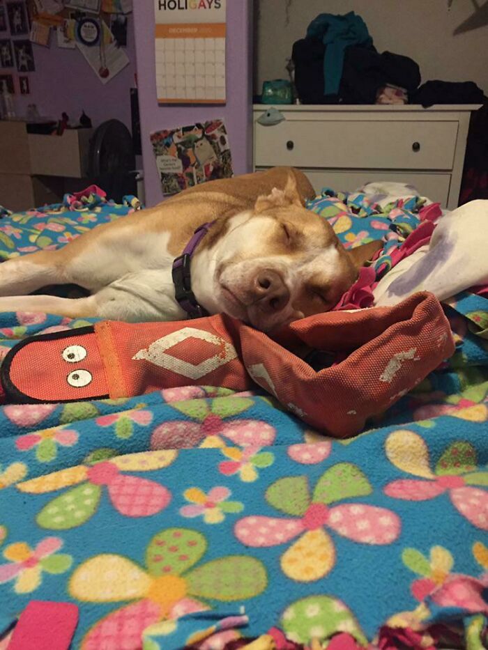Blaze Loves Sleeping On His Snake Toy!