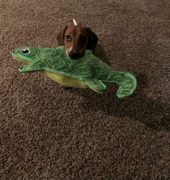 Zuri’s Found A New Toy!