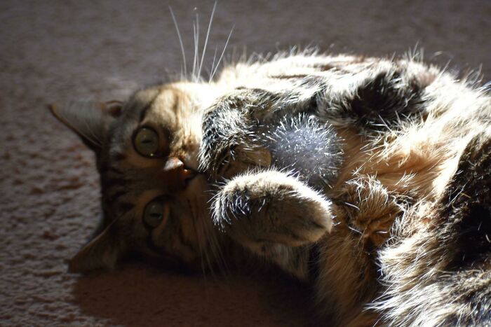 A Kitty And His Favorite Toy