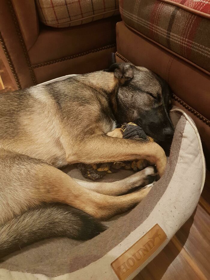 Got Our Boy A New Rope Toy For His Birthday. Safe To Say He Loves It!