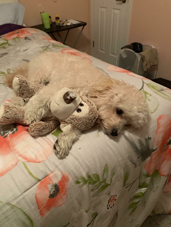 Stole His Aunt’s Toy For The Night