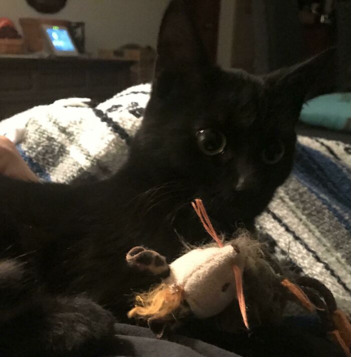 Bubbles Is Still Hyper-Vigilant, But He Has Decided He Likes Toys And Cuddles