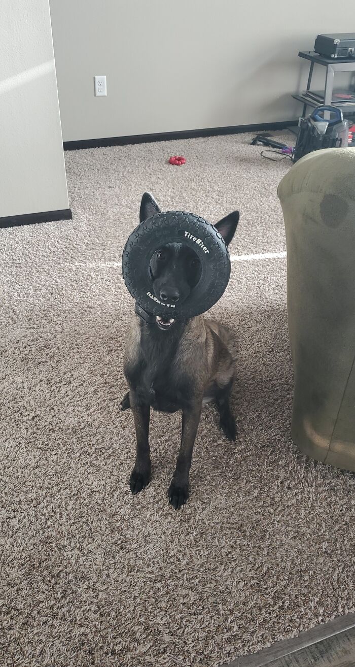My Girl, Toast, Very Happy About Her Tire Toy!