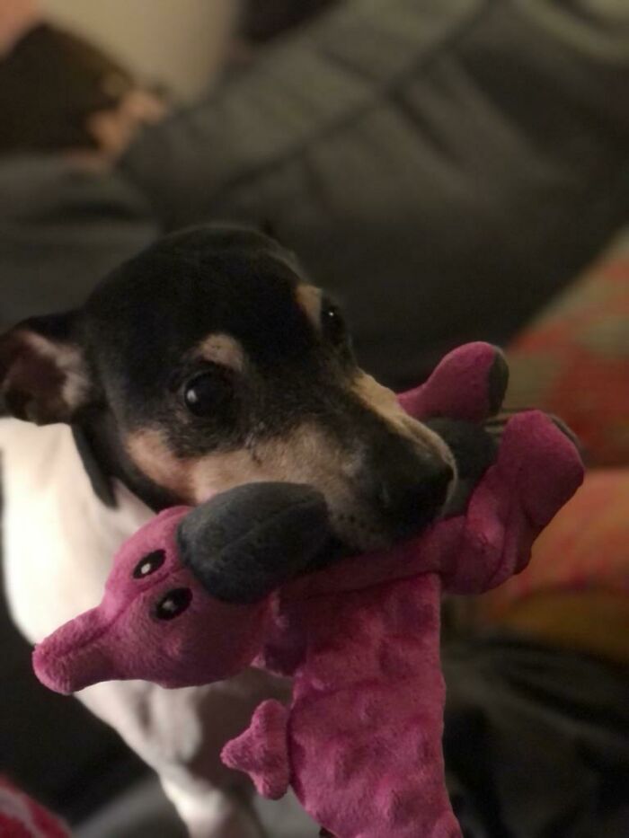 My 15 Year Old Good Boy Got A New Toy Today