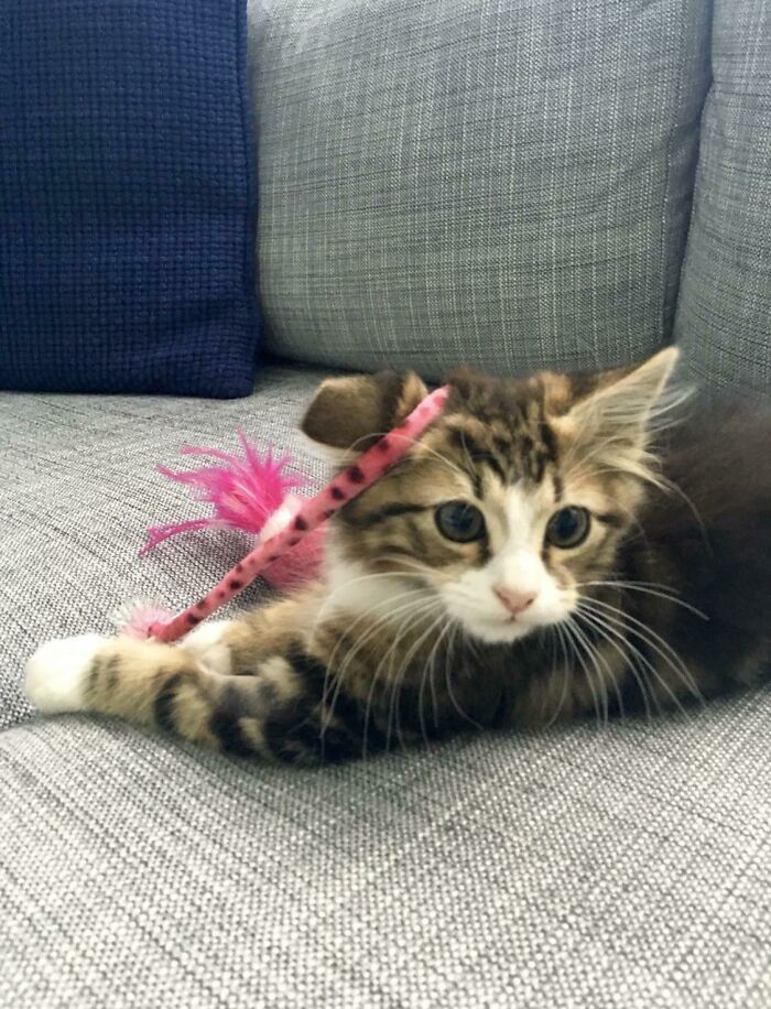 Oscar Loving His New Toy And Look Adorable Af