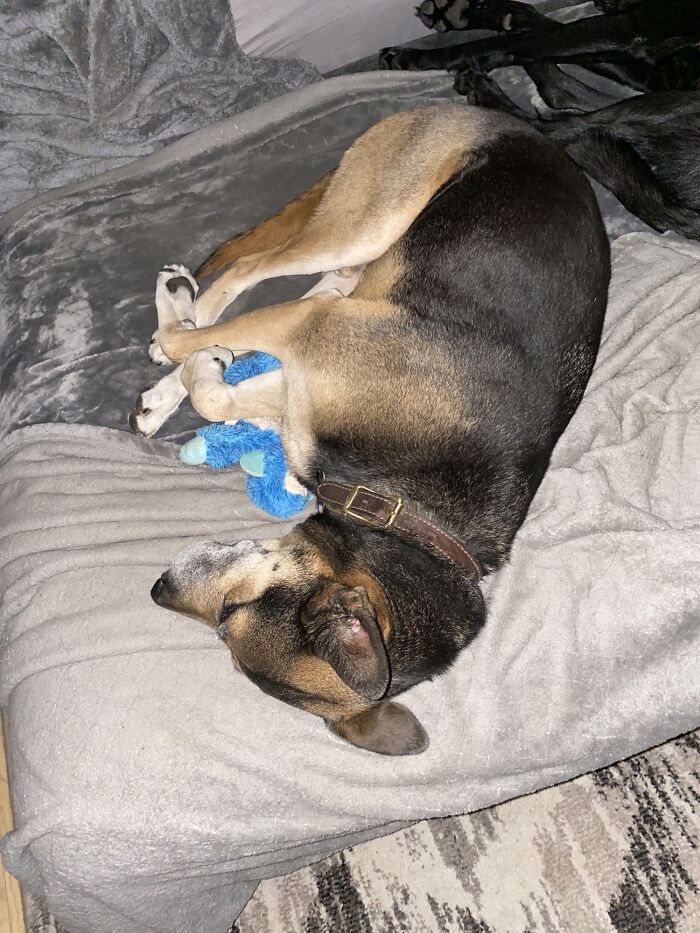 My Püpper With His Toy