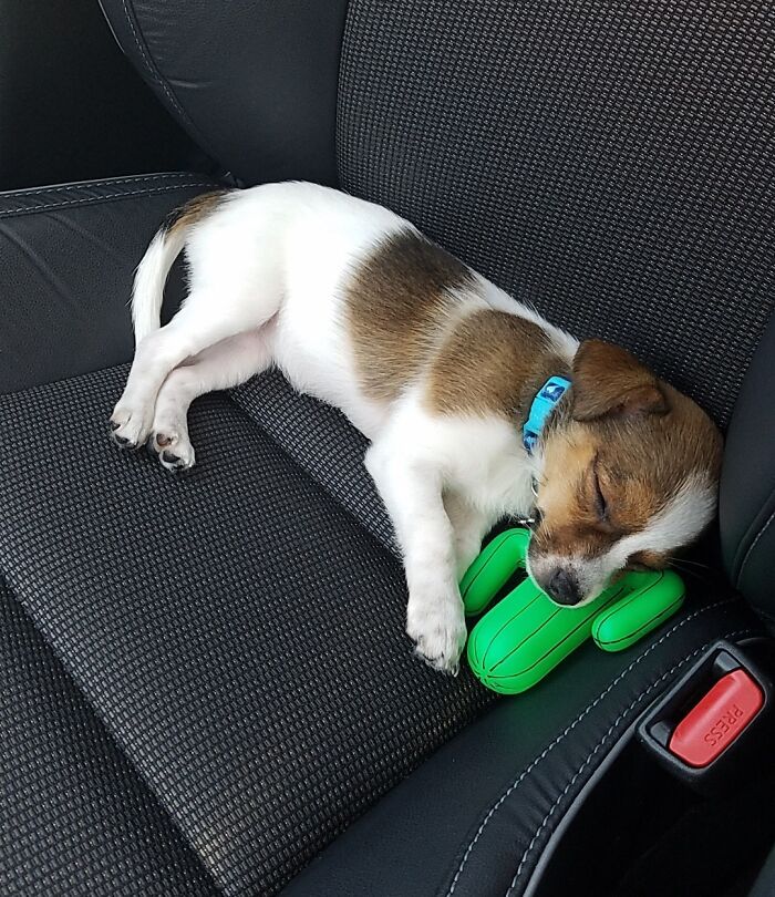 Our Tired Girl When She Was Just A Puppy
