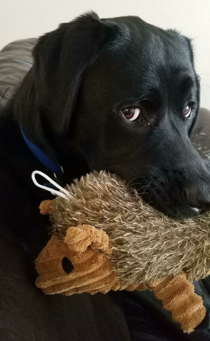 He Loves His Hedgehog