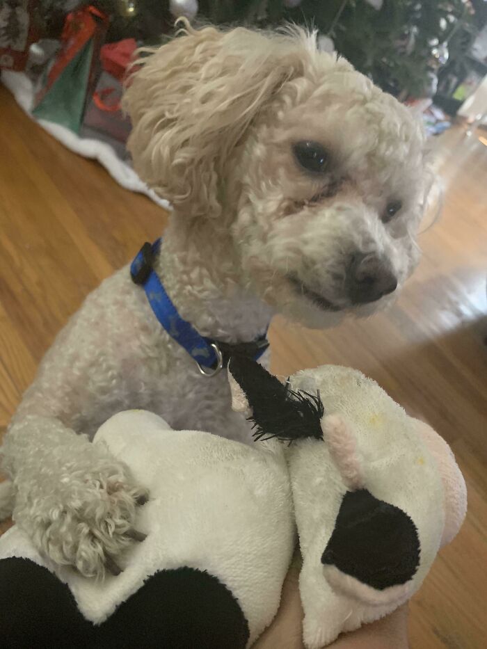 Is Ma Boy And His Cow Toy