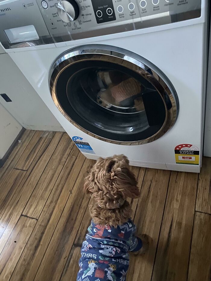 Toy Washing Day Is A Traumatic Time