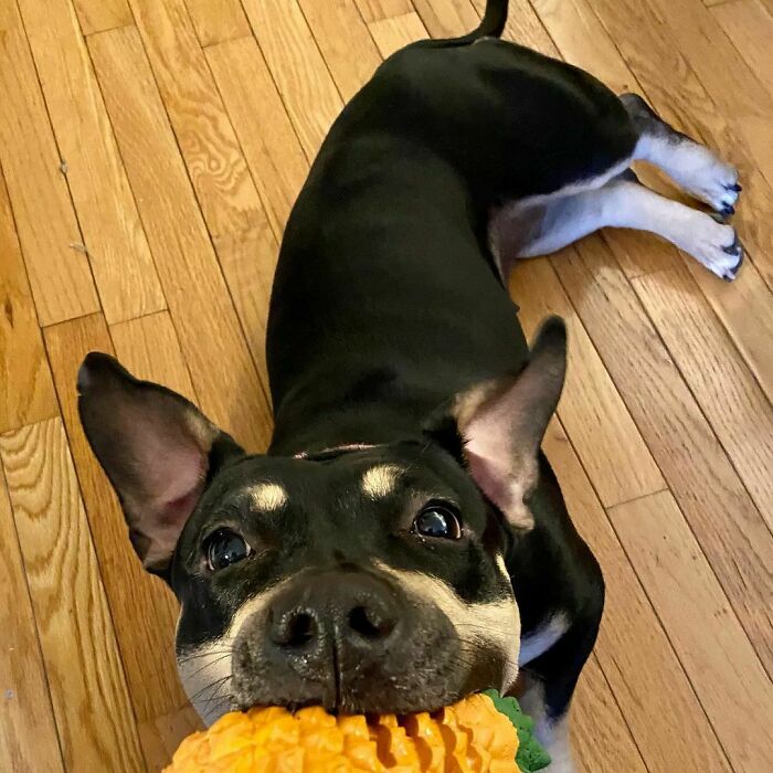 After A Lot Of Trial And Error, I Finally Found A Toy Style My Foster Dog Loves!