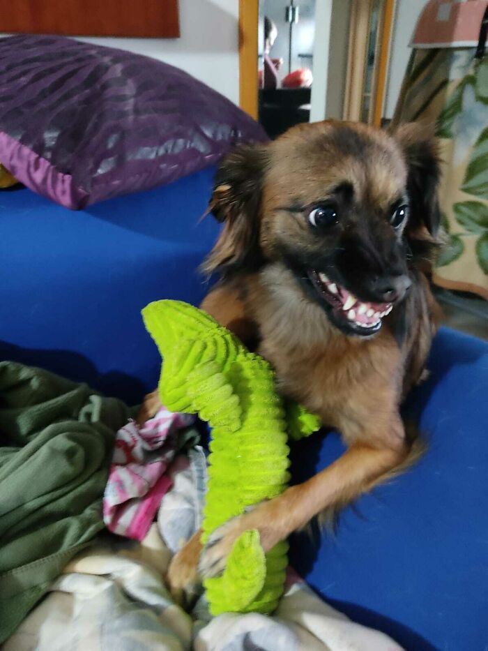 Don't Touch My New Toy! Defense Mode On.