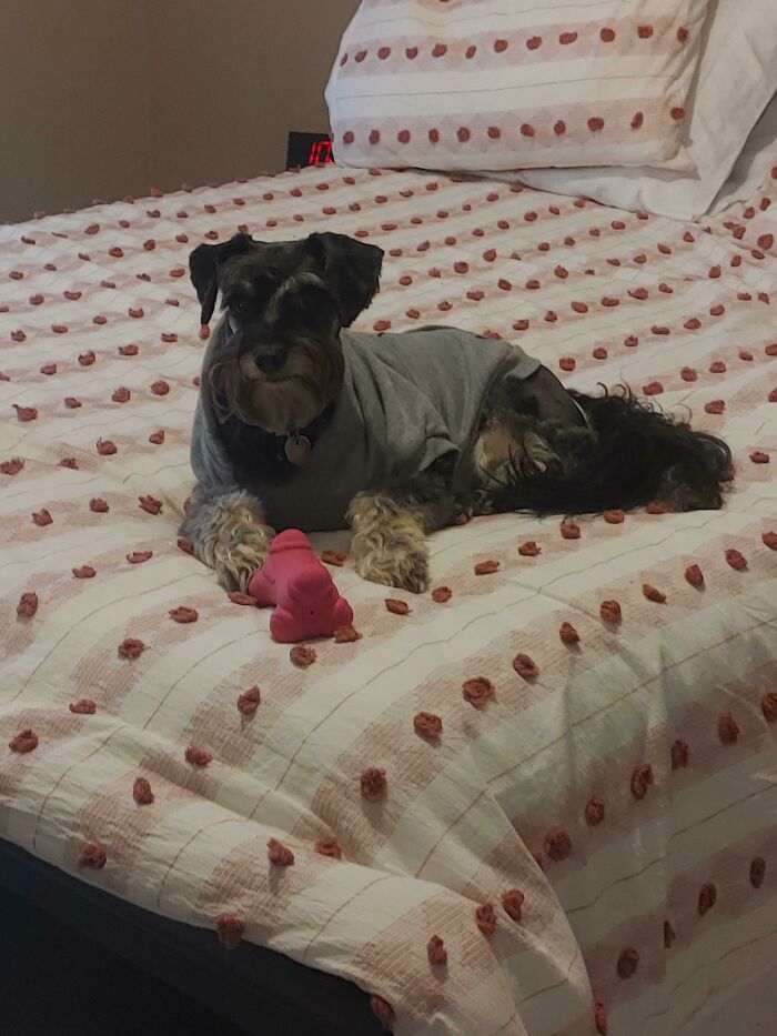My Buddy Guarding His New Favorite Toy Bone!