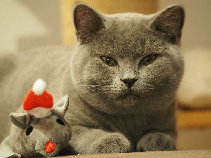 My Parents' Cat With His Favorite New Toy.