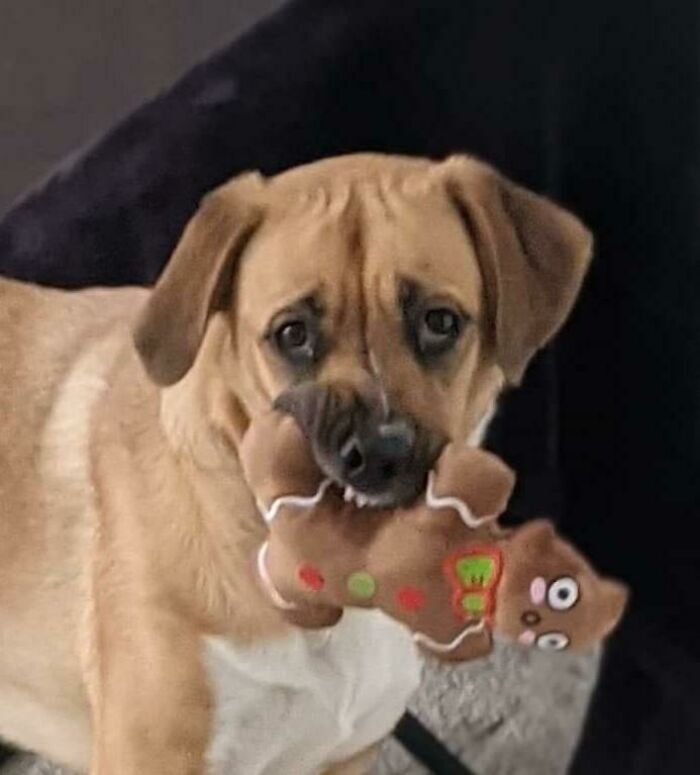 This Is Gemma. She She Is Smiling Because She Got A New Toy.