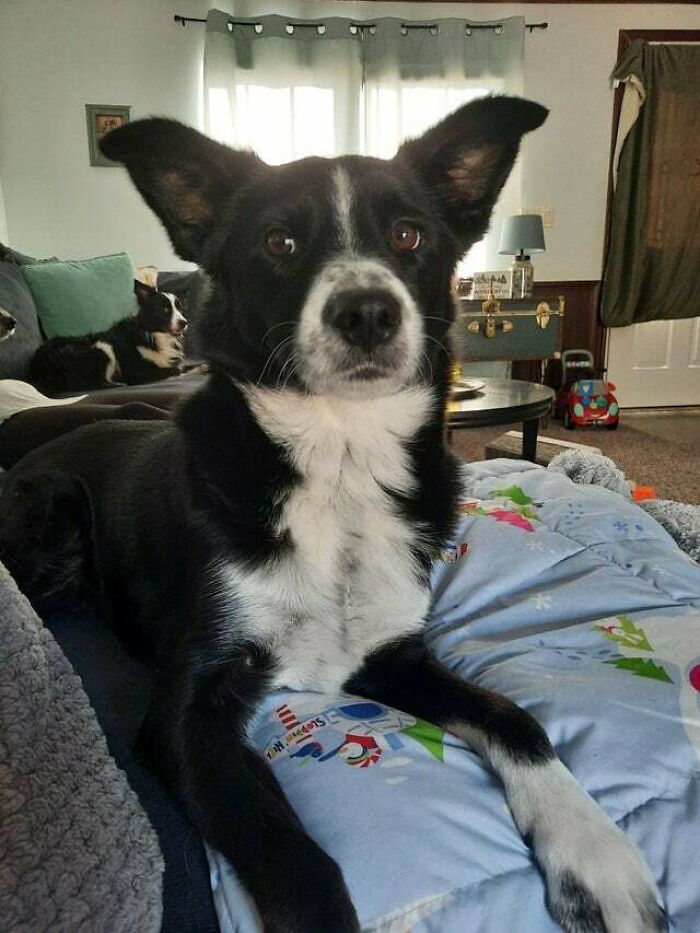 Sweet Boy Showed Up As A Puppy On Our Doorstep And Never Left! Guess He Knew We Liked Black And White Dogs