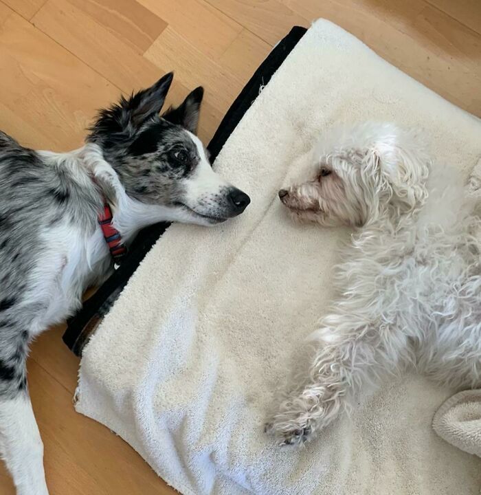 My Wife's Senior Dog Can't Play Due To Arthritis But Our Puppy Loves Him Anyways