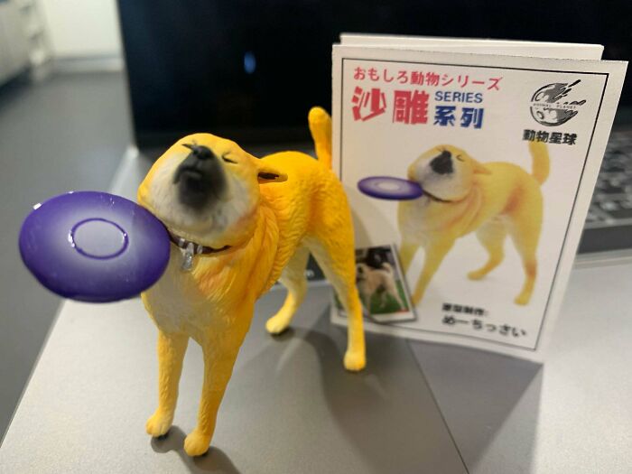 Dog Getting Hit With Frisbee