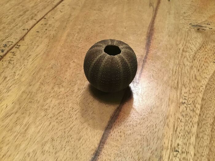 Sea Urchin Skeleton I Found At The Beach