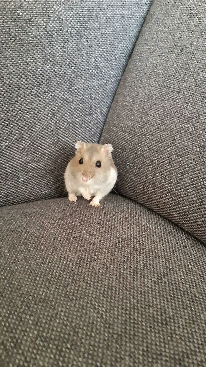 My Hamster Has An Arrow On Its Forehead