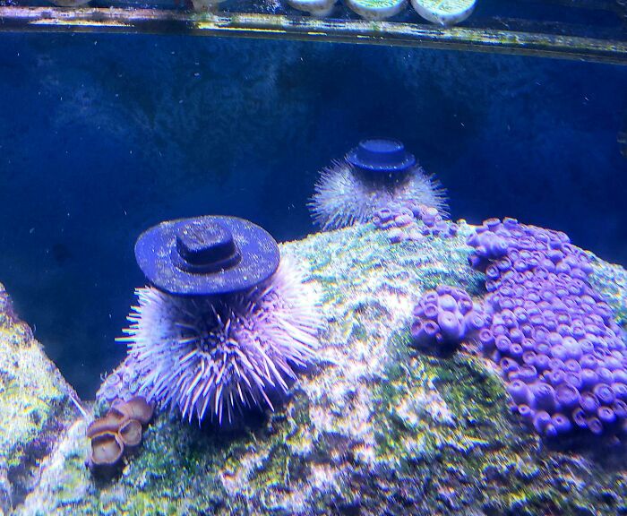 Our Sea Urchins Like To Cover Their Heads So We 3D Printed Them Some Hats