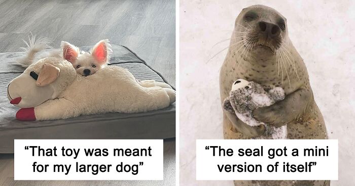 30 Pics That Prove All Living Creatures Need Toys (New Pics)