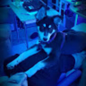 pennythehusky avatar